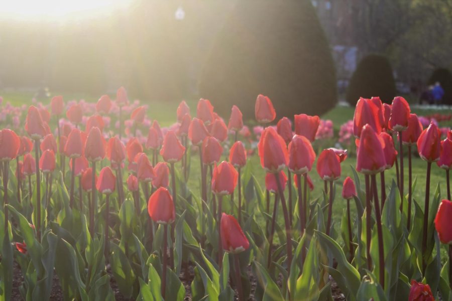 The Suffolk Journal spring 2023 photo contest winner